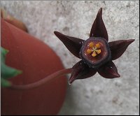 Duvalia modesta